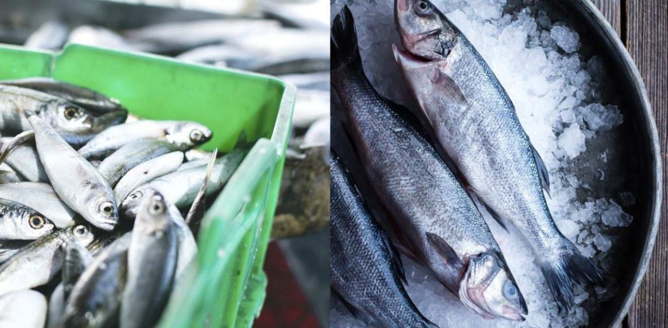 Fresh or Frozen Fish: Which One Should You Buy Near Me?
